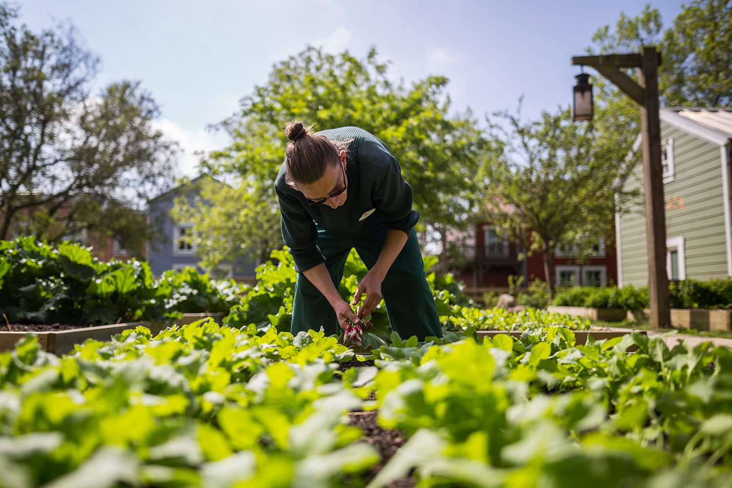 RÉMY’S VEGETABLE GARDEN