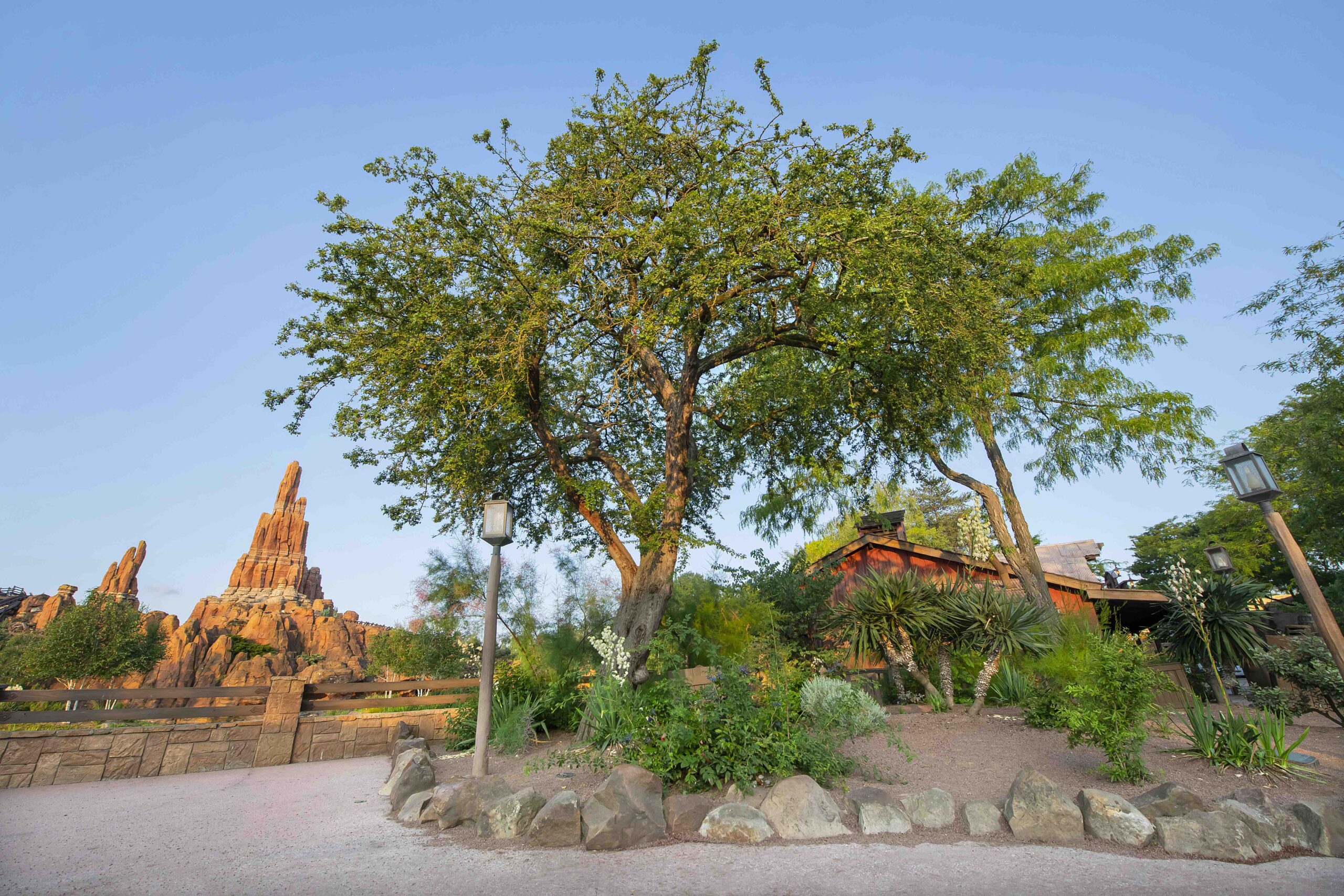 Plants at Disneyland Paris