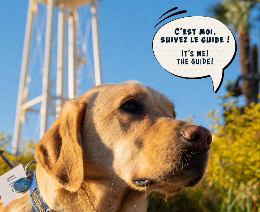 Découvrir Disneyland Paris avec son chien guide ou d’assistance, c’est possible