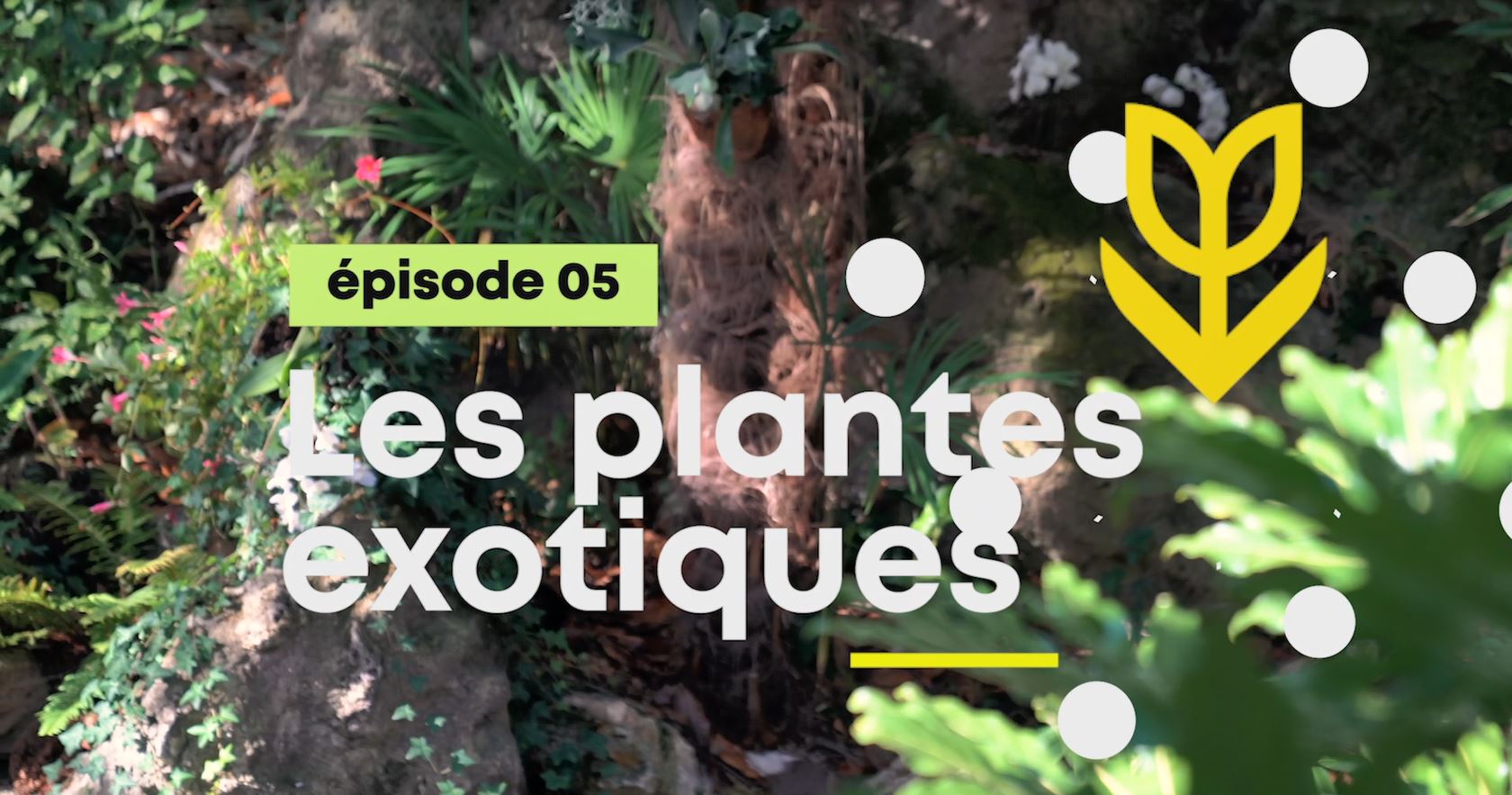Disneyland Paris : l’enVERT du décor [ÉPISODE 5 : LES PLANTES EXOTIQUES]
